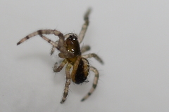 Araneae