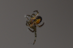 Araneae