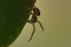 Araneae