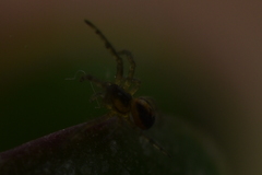 Araneae