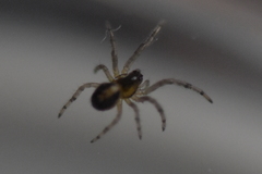 Araneae