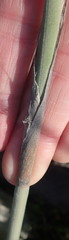 Thamnochortus cinereus