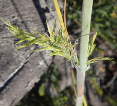 Thamnochortus cinereus