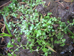 Callitriche muelleri