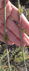 Thamnochortus cinereus
