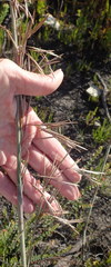 Thamnochortus cinereus