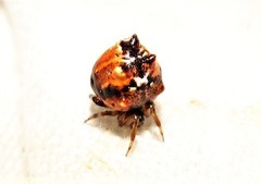 Phoroncidia sextuberculata