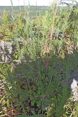 Thamnochortus cinereus
