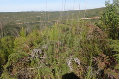 Thamnochortus cinereus