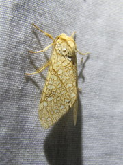 Lophocampa mixta