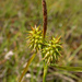 Carex flava - Photo (c) Hörður Kristinsson, algunos derechos reservados (CC BY-NC)