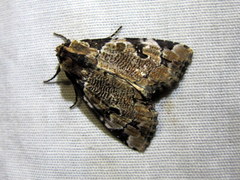 Stibaera thyatiroides