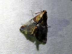 Cacozelia basiochrealis