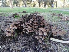 Coprinellus truncorum