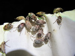 Isonychus arizonensis