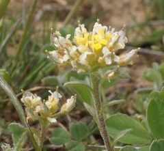 Alyssum umbellatum