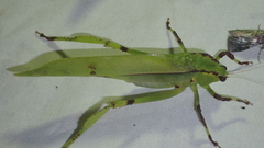 Cnemidophyllum lineatum