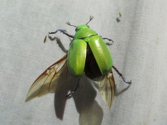 Chrysina beyeri