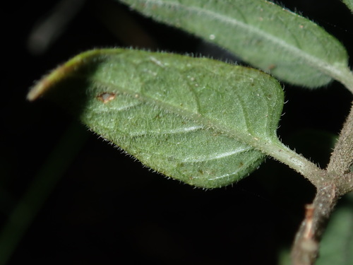 Pseuderanthemum variabile