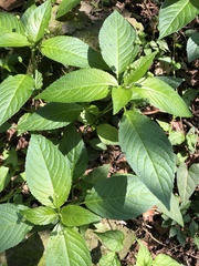 Mercurialis leiocarpa