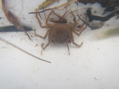 Amarinus lacustris