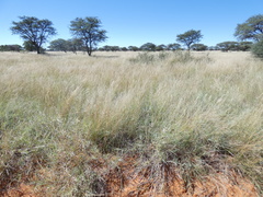 Aristida congesta congesta