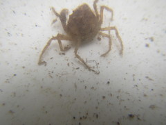 Amarinus lacustris