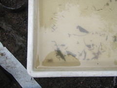 Amarinus lacustris