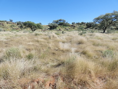 Aristida congesta barbicollis