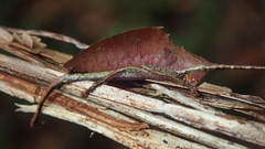 Pterochroza ocellata