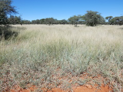 Aristida congesta barbicollis