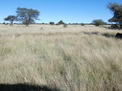 Aristida congesta congesta