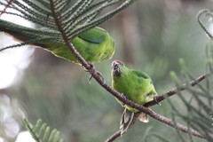 Cyanoramphus cookii