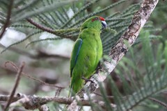 Cyanoramphus cookii
