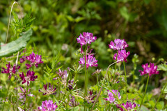 Astragalus sinicus