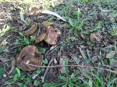 Phlebopus marginatus