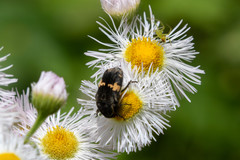 Glycyphana fulvistemma