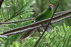 Cyanoramphus cookii