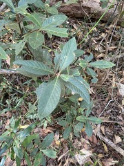 Psychotria loniceroides