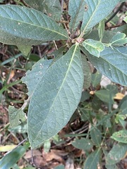 Psychotria loniceroides