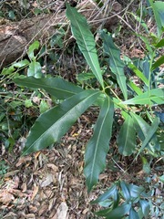 Planchonella chartacea