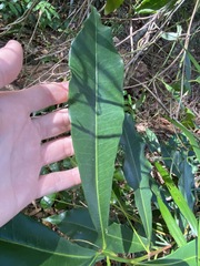 Planchonella chartacea