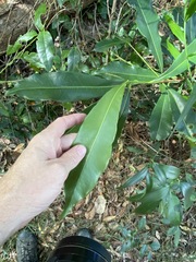 Planchonella chartacea