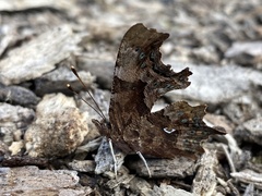 Polygonia c-album
