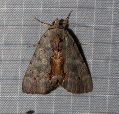 Catocala grynea