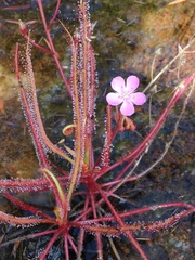 Drosera serpens