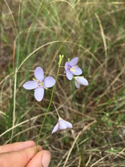 Heliophila subulata