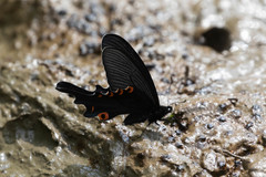 Papilio macilentus