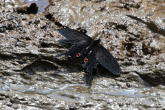 Papilio macilentus