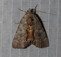 Catocala grynea